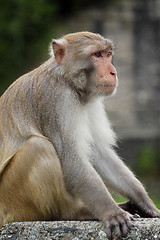 Image showing Close-up of a Common Squirrel Monkey