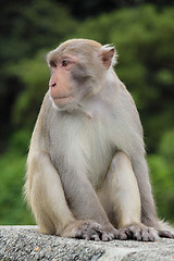 Image showing Close-up of a Common Squirrel Monkey