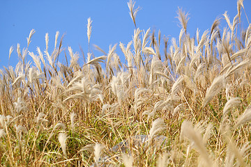 Image showing silvergrass and blue sky