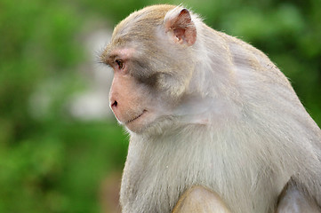 Image showing Close-up of a Common Squirrel Monkey