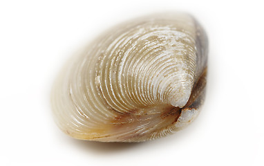 Image showing clams