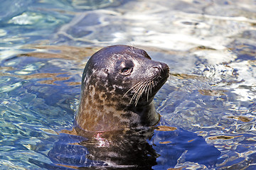 Image showing Seal