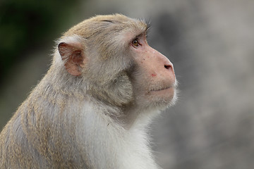 Image showing Close-up of a Common Squirrel Monkey