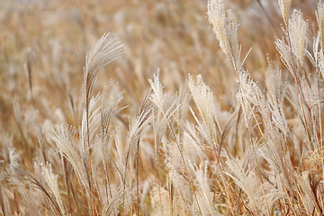 Image showing silvergrass