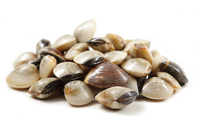 Image showing clams