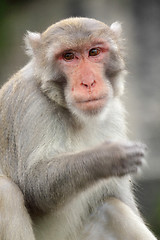 Image showing Close-up of a Common Squirrel Monkey