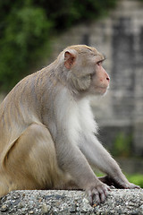 Image showing Close-up of a Common Squirrel Monkey