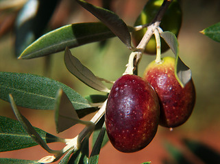 Image showing Olives In The Sun