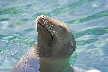 Image showing Sea Lion