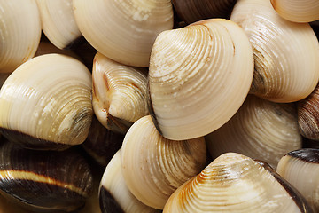 Image showing clams