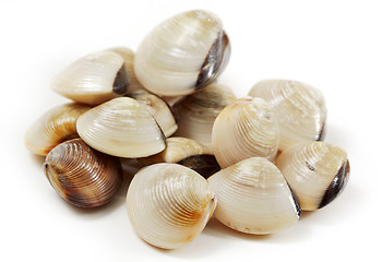 Image showing clams