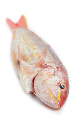 Image showing Red snapper fish isolated on white background 