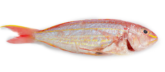 Image showing Red snapper fish isolated on white background 