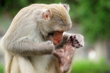 Image showing Close-up of a Common Squirrel Monkey