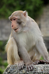 Image showing Close-up of a Common Squirrel Monkey