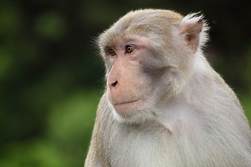 Image showing Close-up of a Common Squirrel Monkey