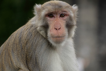 Image showing Close-up of a Common Squirrel Monkey