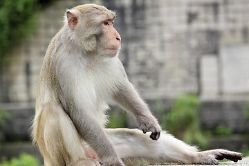 Image showing Close-up of a Common Squirrel Monkey