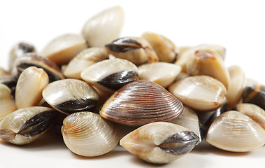 Image showing clams