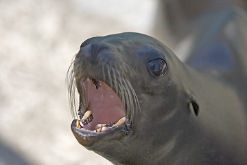 Image showing Sea Lion