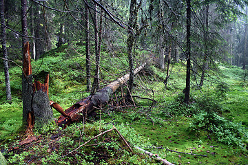 Image showing Pine forest