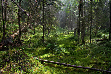 Image showing Pine forest