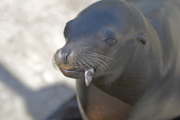 Image showing Sea Lion