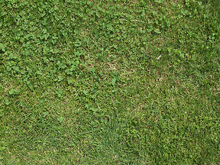 Image showing Meadow grass