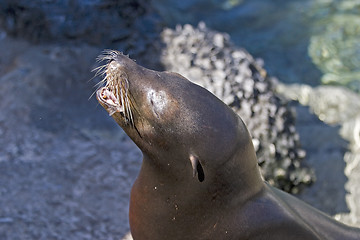 Image showing Sea Lion