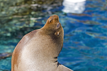 Image showing Sea Lion