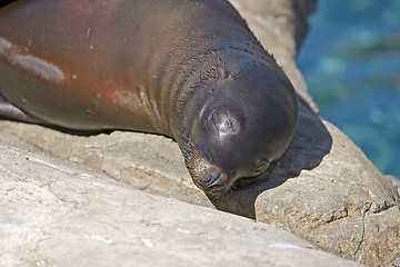 Image showing Sea Lion