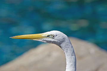 Image showing Egret