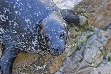 Image showing Seal