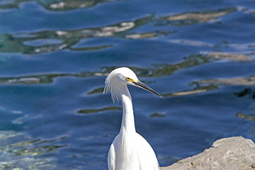 Image showing Egret