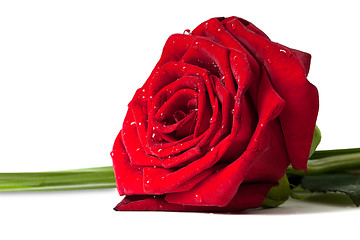 Image showing Red rose with water drops