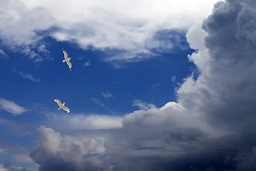 Image showing Two seagulls hover in sky