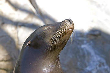 Image showing Sea Lion