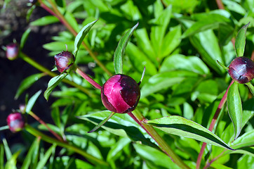 Image showing Peony flower red buds. Beauty prepared for unfold 