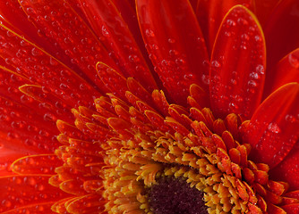 Image showing Red gerbera flower background