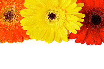 Image showing Red, Orange and Yellow gerbera flowers