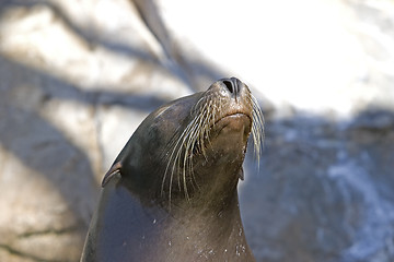 Image showing Sea Lion