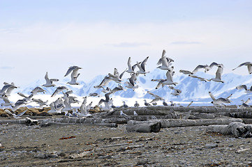 Image showing Svalbard Three toed gull