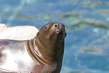 Image showing Sea Lion