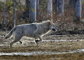 Image showing Running wolf