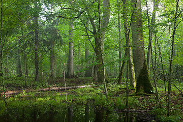 Image showing Summer midday in wet deciduous stand of Bialowieza Forest