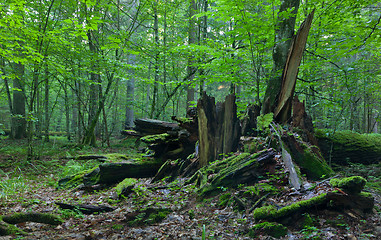 Image showing Monumental broken oak lying