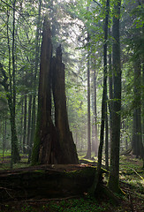 Image showing Broken oak stump in sunrise