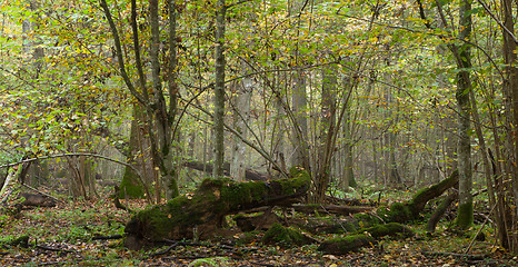 Image showing Trees in natural stand of Bialowieza Forest