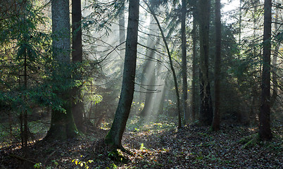 Image showing Autumnal stand with mist and sunbeams