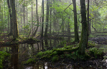 Image showing Summertime sunrise in wet stand of Bialowieza Forest